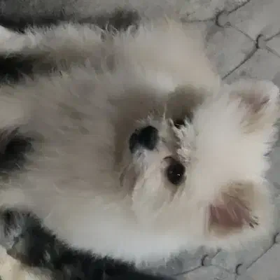 سگ پاکوتاه|سگ|سبزوار, قائم|دیوار