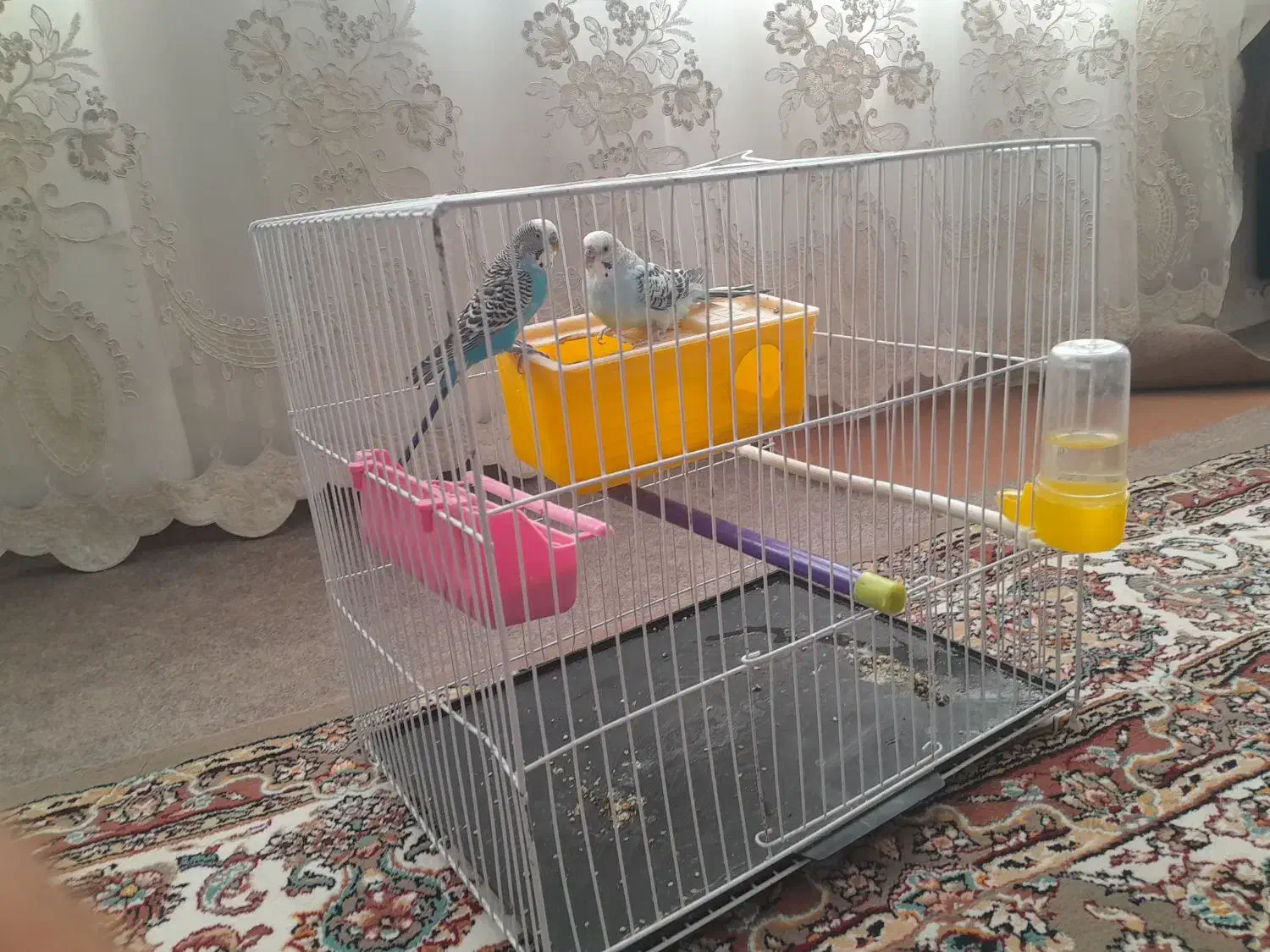 مرغ عشق|پرنده|تربت‌حیدریه, پایانه مسافربری تربت حیدریه|دیوار