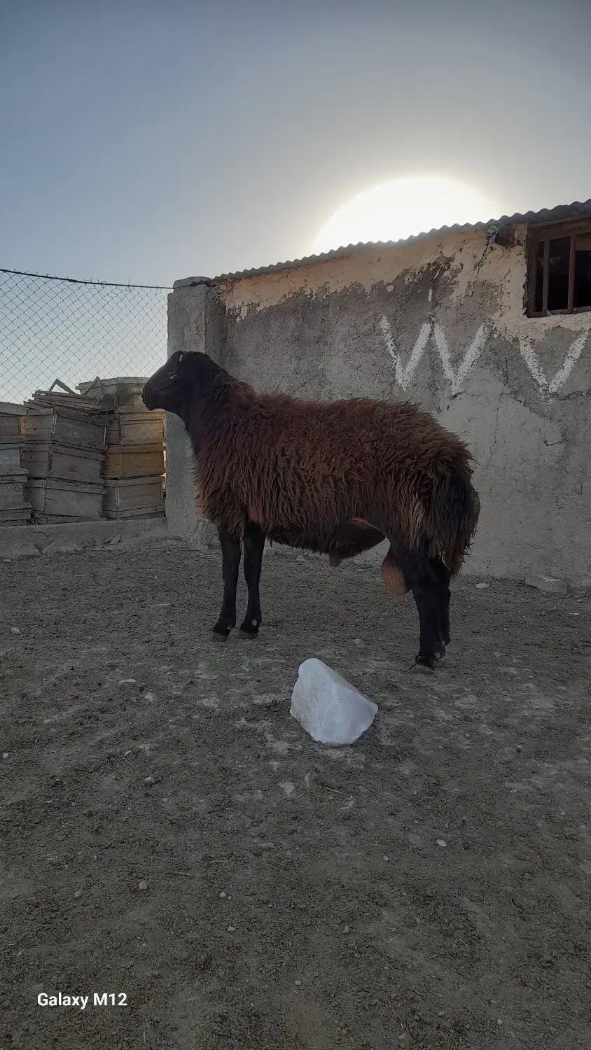 قوچ همو قزل افشار ۲ ساله|حیوانات مزرعه|زنجان, |دیوار