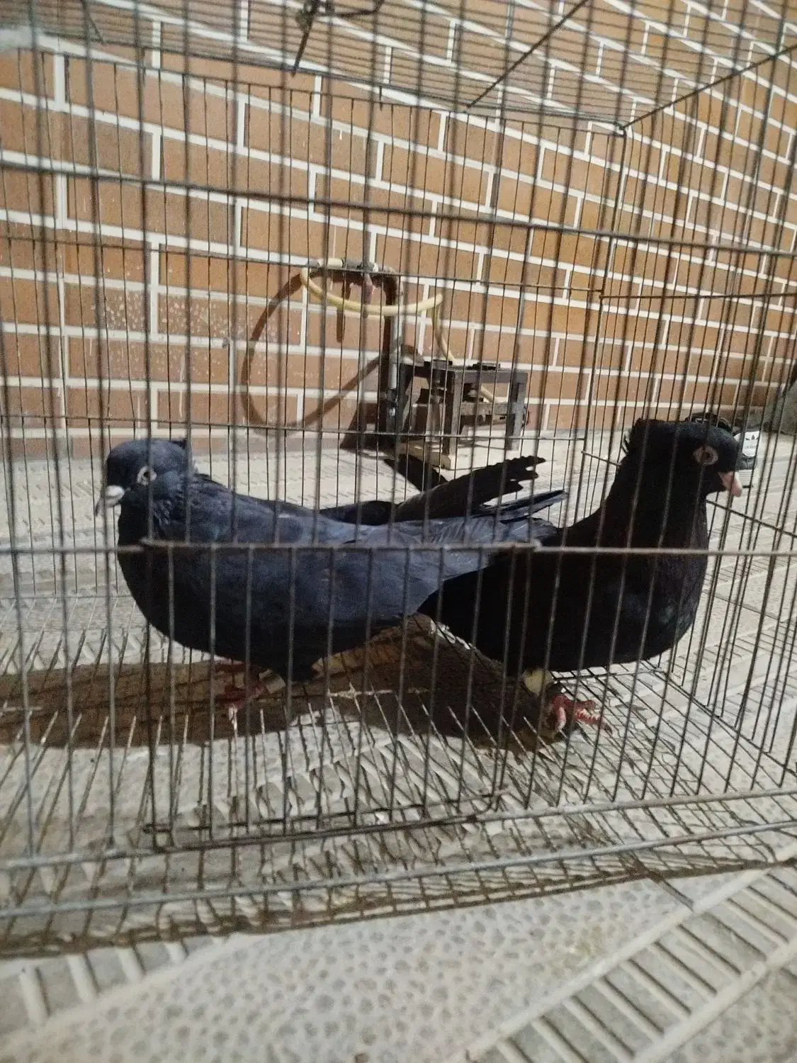 کفتر ذاغ ابادانی چش نوک سفید|پرنده|ماهدشت, |دیوار