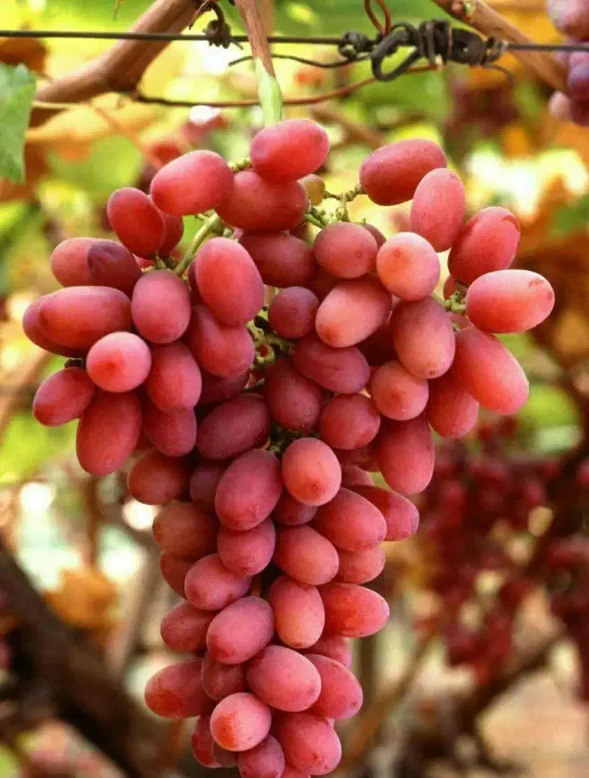 ارائه نهال انگورکریسمون پربار و شیرین|خدمات باغبانی و درختکاری|درب گنبد, |دیوار