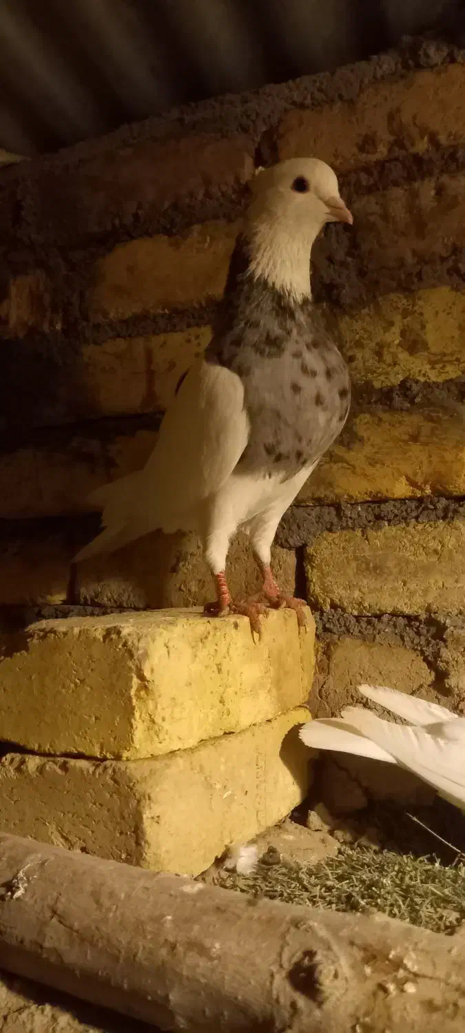 طوقی غریب گیر امشب|پرنده|کنگاور, |دیوار