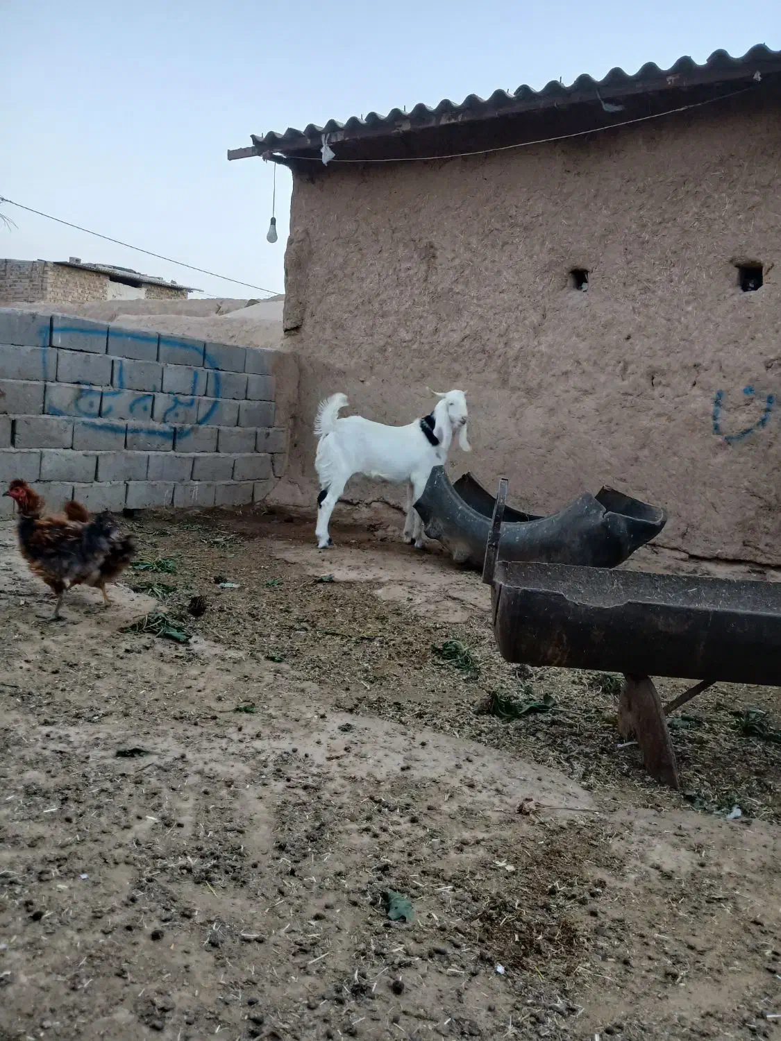 بره قوچی|حیوانات مزرعه|نصر آباد, |دیوار