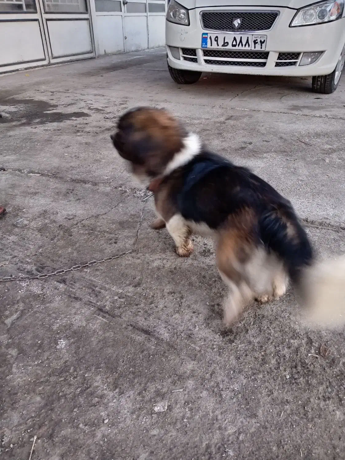 نگهبان|سگ|چناران, |دیوار