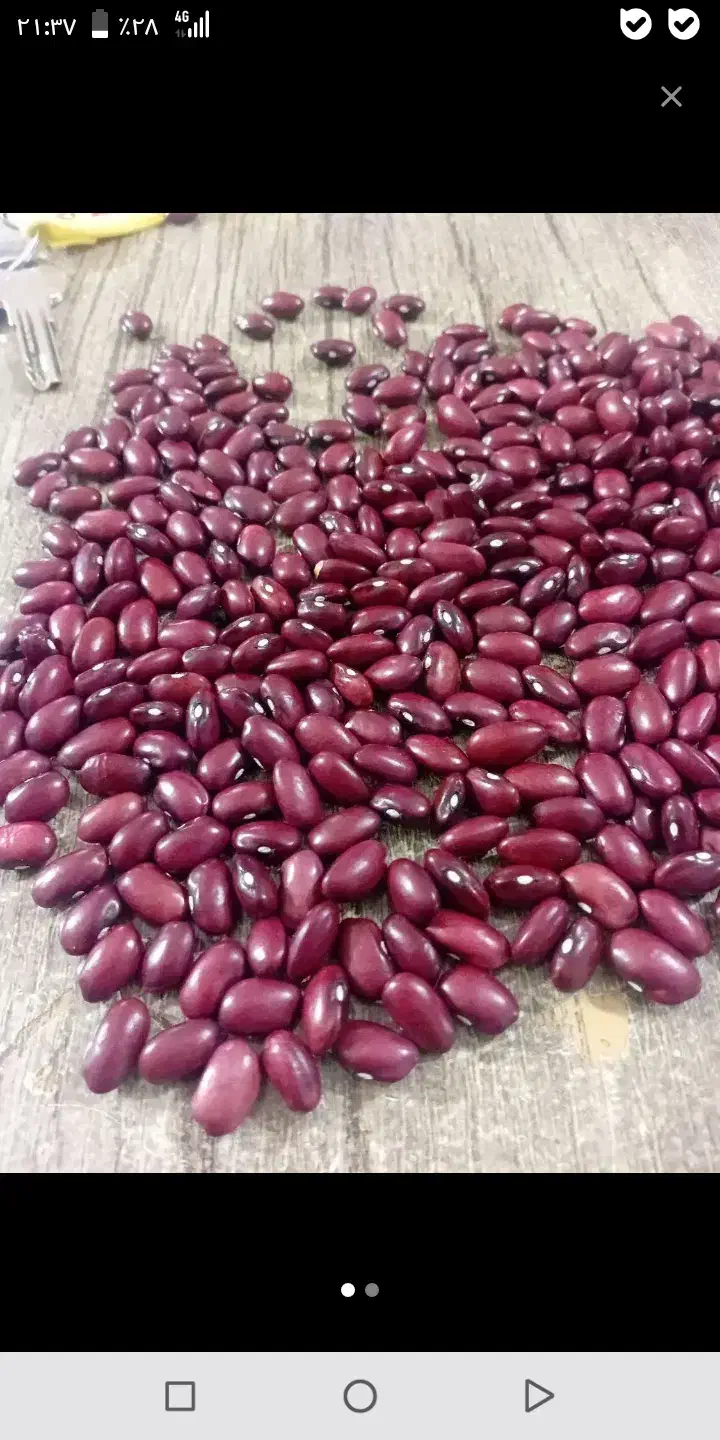 فروش لوبیا قرمز درشت درجه یک|خوردنی و آشامیدنی|ازنا, |دیوار