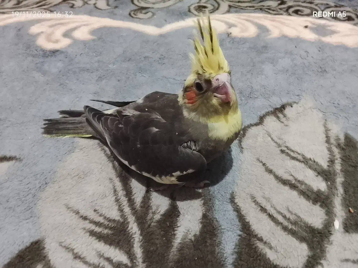 عروس هلندی|پرنده|بندر کنگان, |دیوار