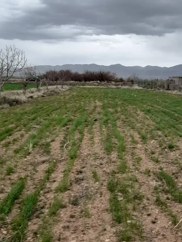 ۱۵۰۰مترزمین   ۳۰دقیقه اب|فروش زمین و ملک کلنگی|قره پشتلو, |دیوار