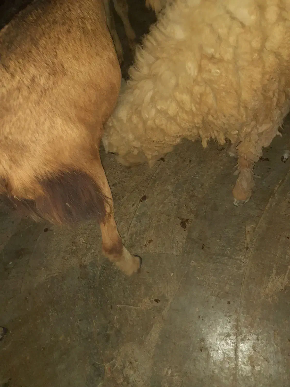 فروش کهره نر و بره|حیوانات مزرعه|میناب, |دیوار