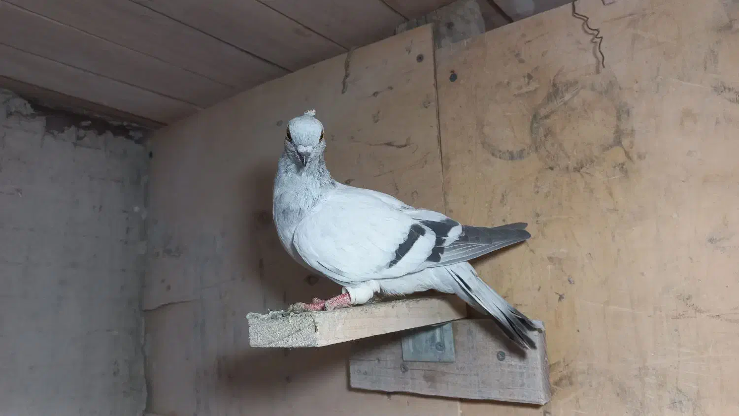 پرنده کفتر کبوتر شامی ماده|پرنده|کرج, کیانمهر|دیوار