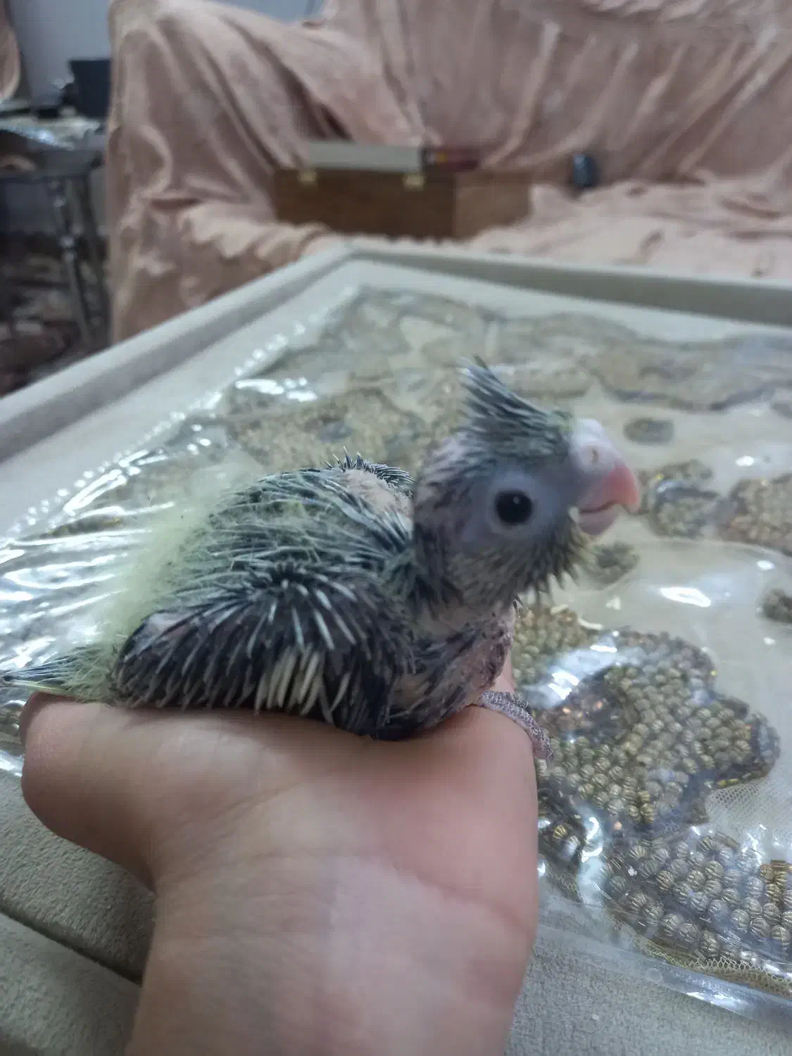 جوجه عروس هلندی|پرنده|قم, نخودی|دیوار