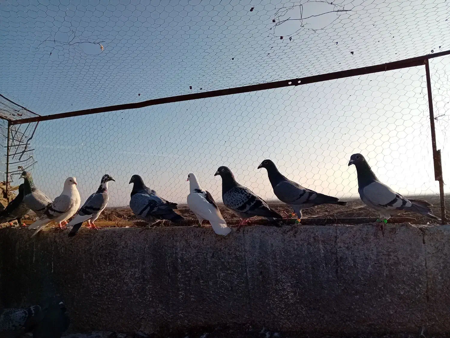 یازده جنگنده ،گناباد|پرنده|تربت‌حیدریه, پائین ولایت|دیوار