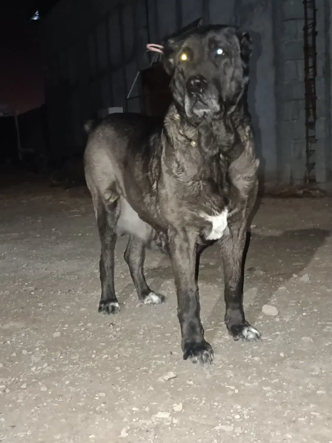 سگ لاس|سگ|مبارکه, |دیوار