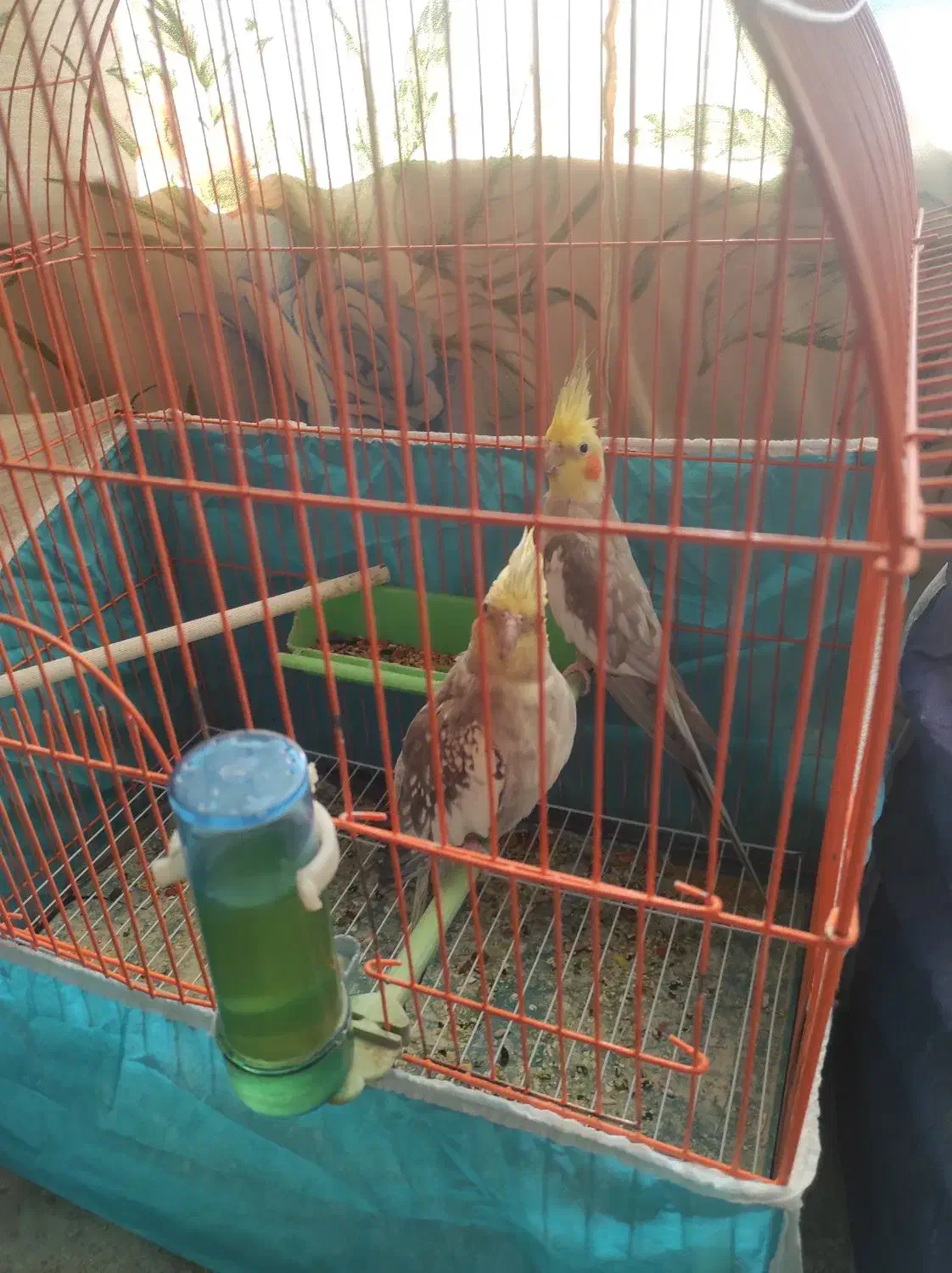 انواع عروس هلندی مولد دست آموز تکی جفتی|پرنده|نقده, |دیوار