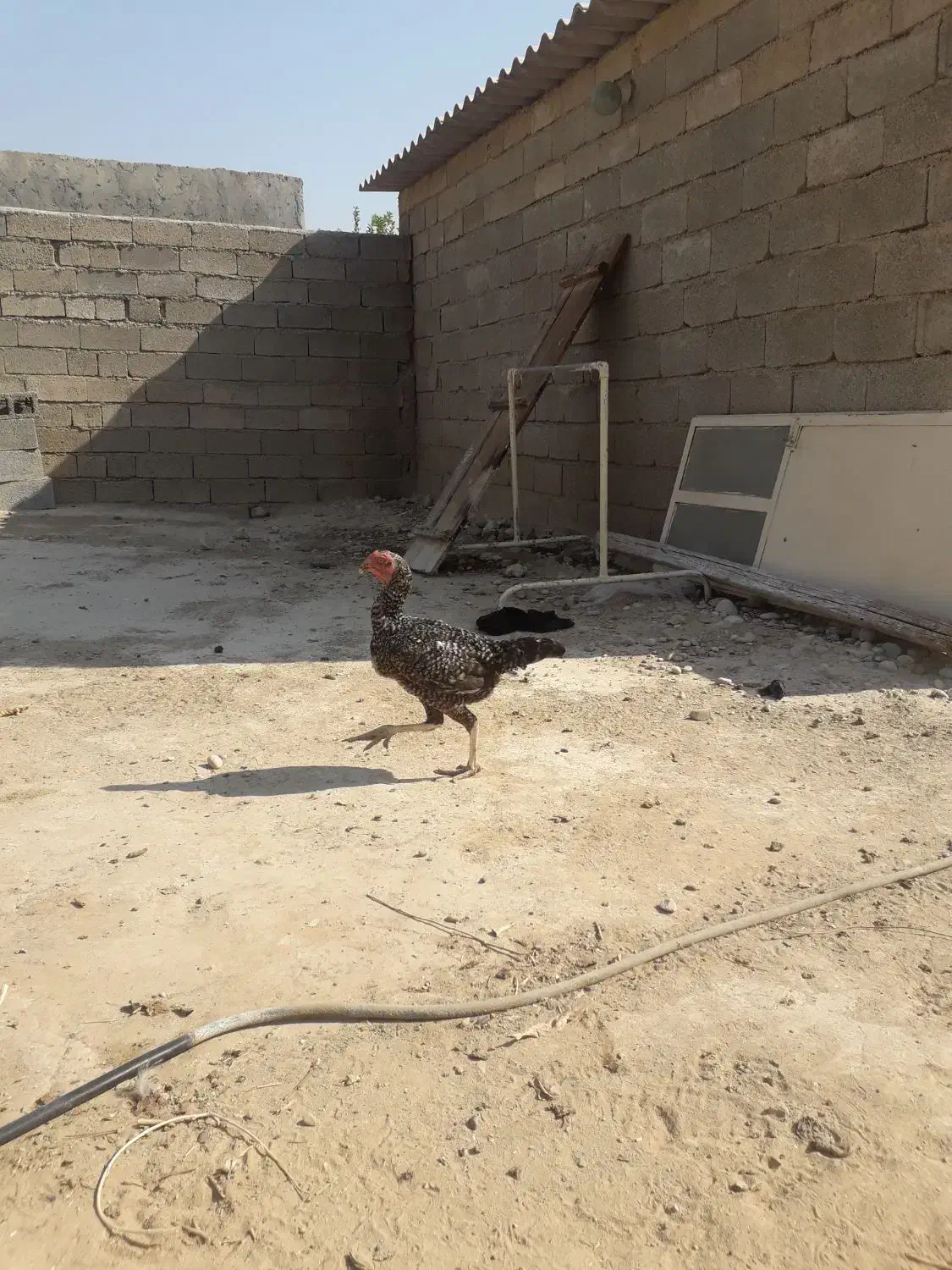 ۸ عدد جوجه یک خروس دو تا مرغ|حیوانات مزرعه|شبانکاره, |دیوار