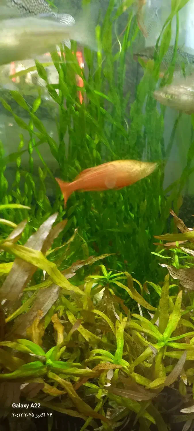 ماهی زینتی|ماهی|اسلامشهر, مطهری|دیوار