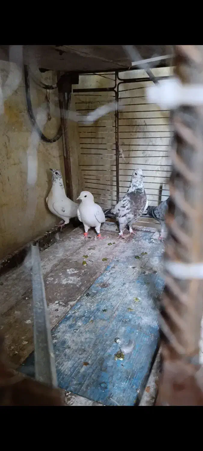 کبوتر پرشی|پرنده|بوکان, |دیوار