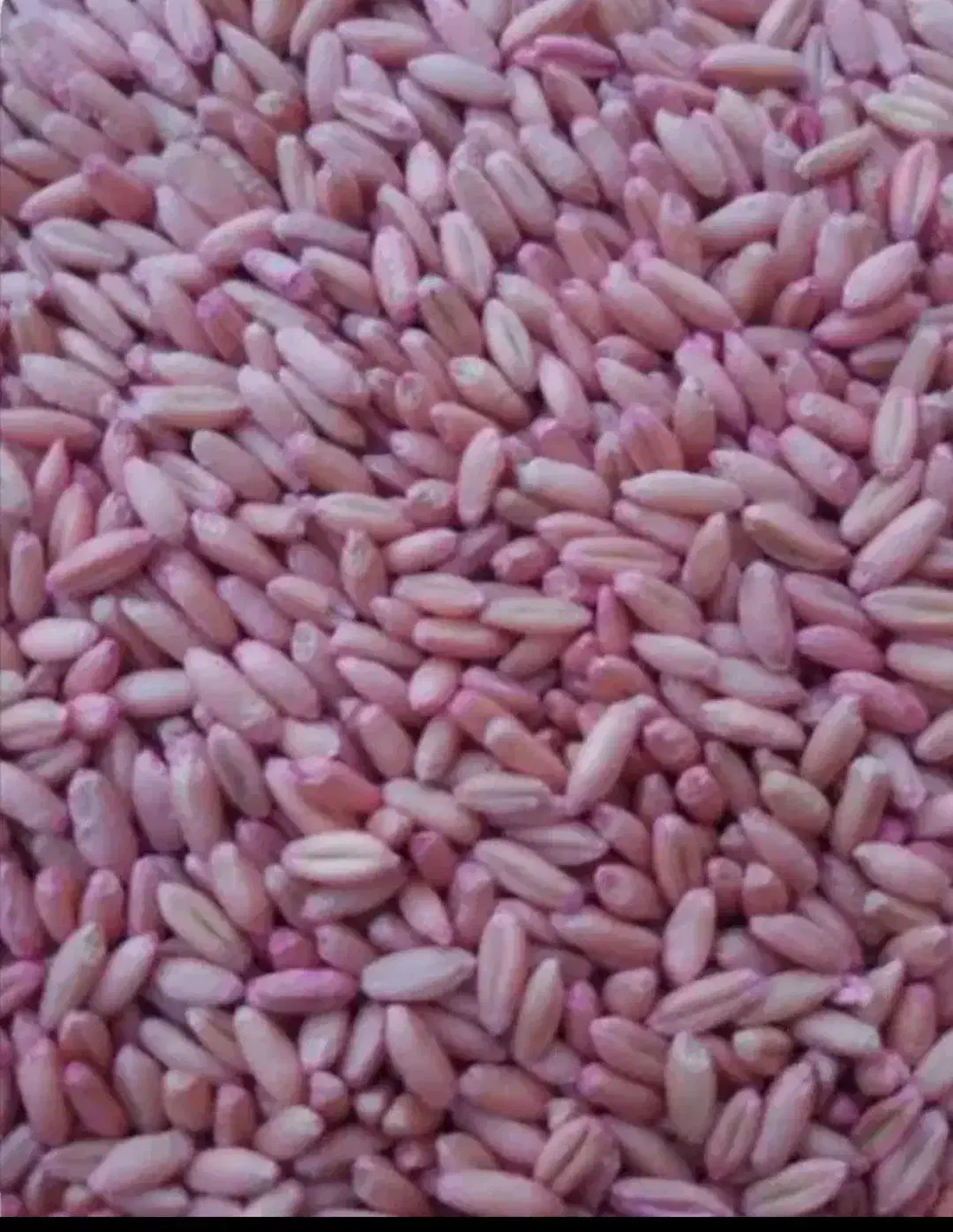 گندم بذری باران وه جام وه اذر۲|خدمات باغبانی و درختکاری|دهگلان, |دیوار