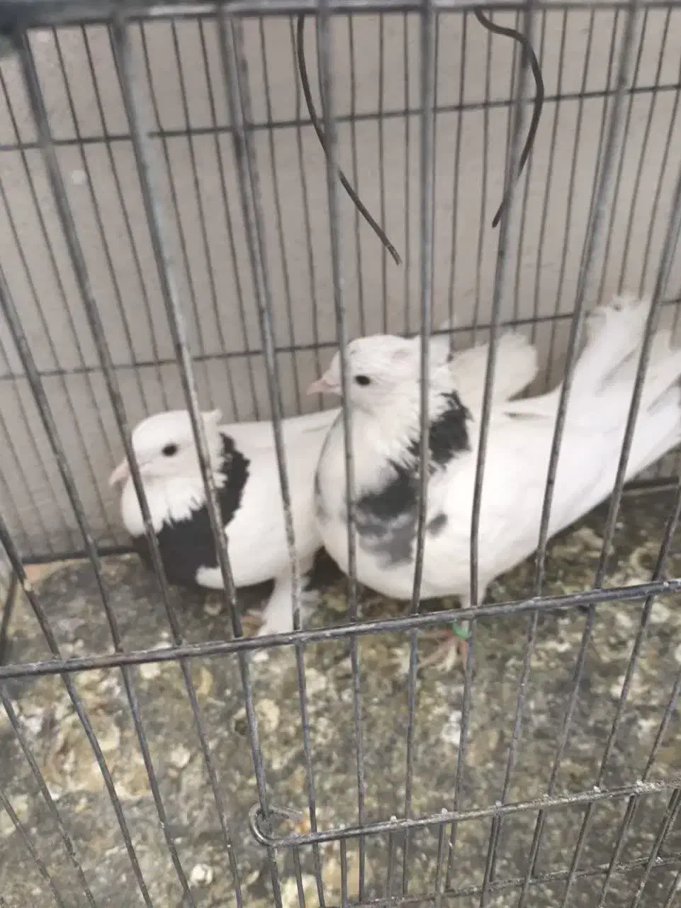 کفتر عالی یک جفت طوق وکفتر های دیگر|پرنده|فردوس (خراسان), |دیوار