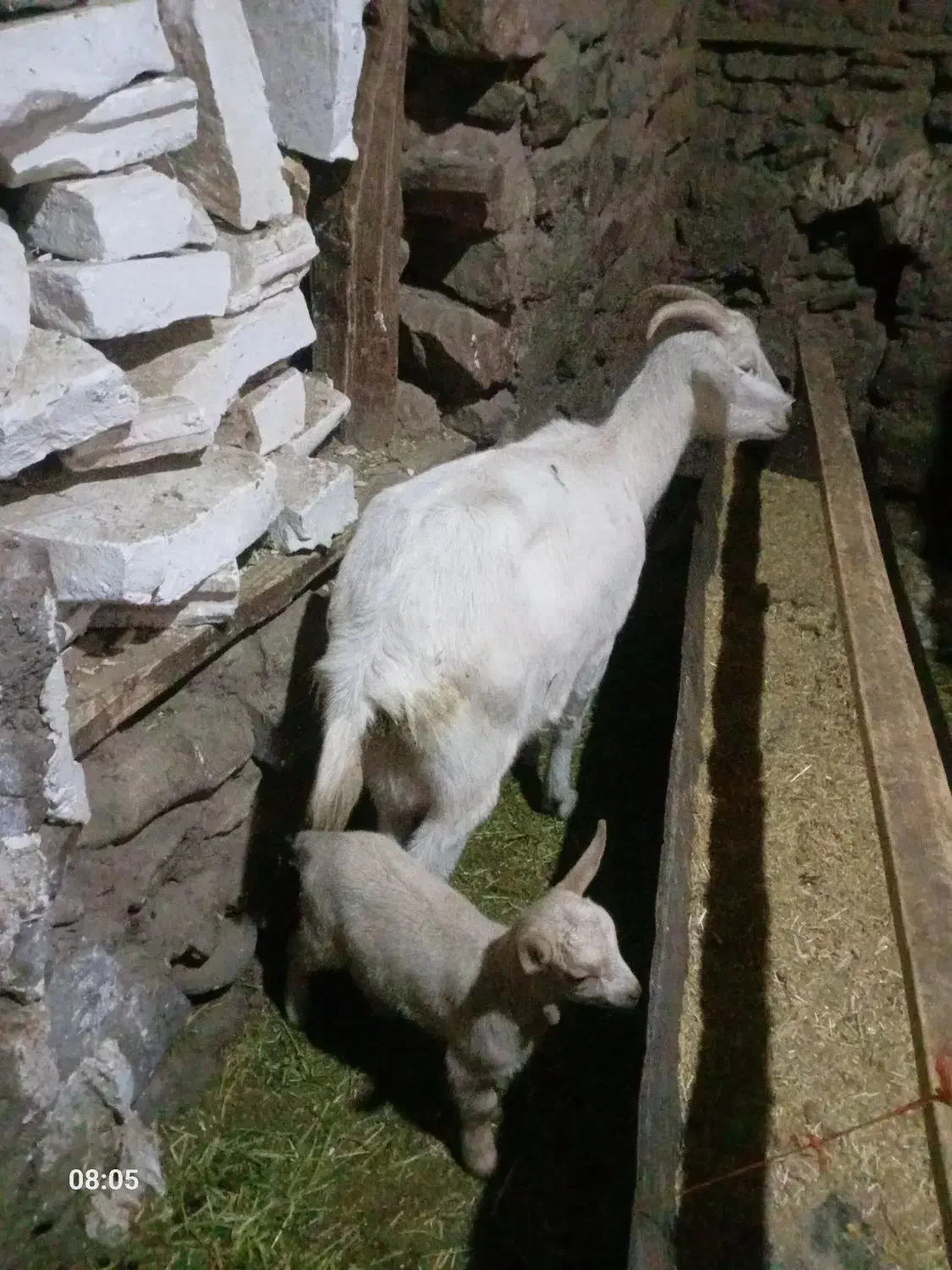 بز و بزغاله سانن|حیوانات مزرعه|چناران, |دیوار