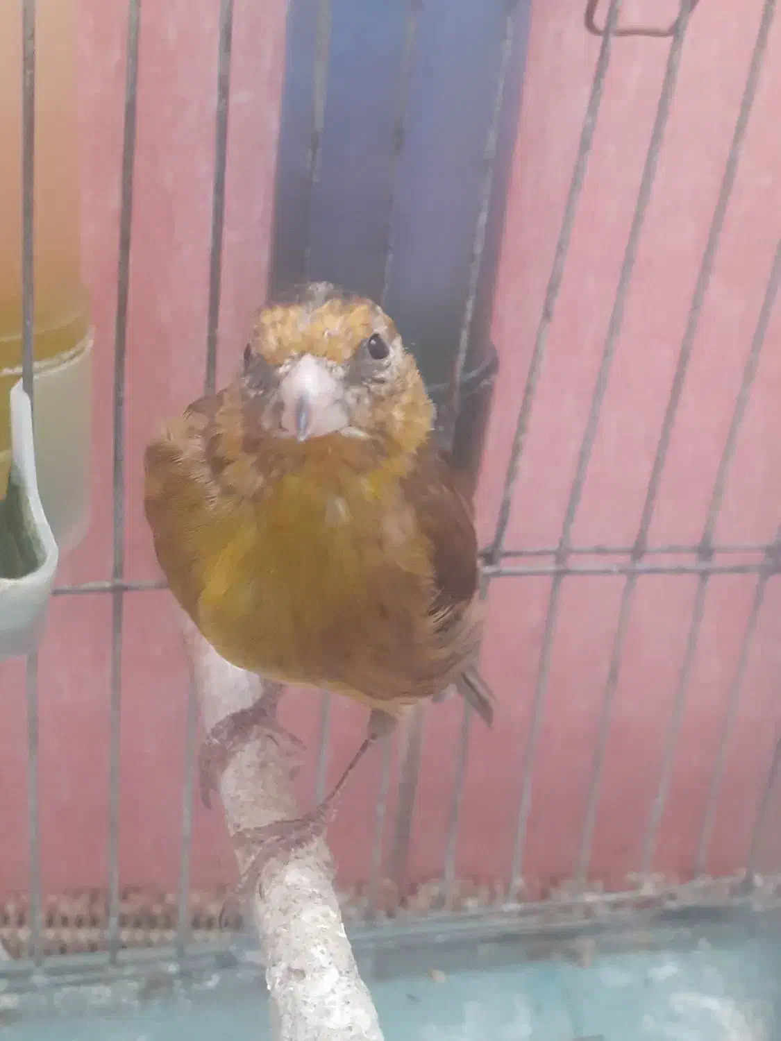 جوجه سهره قناری نر دهن لر ۳ ماهه|پرنده|فردیس, شهرک سپاه|دیوار