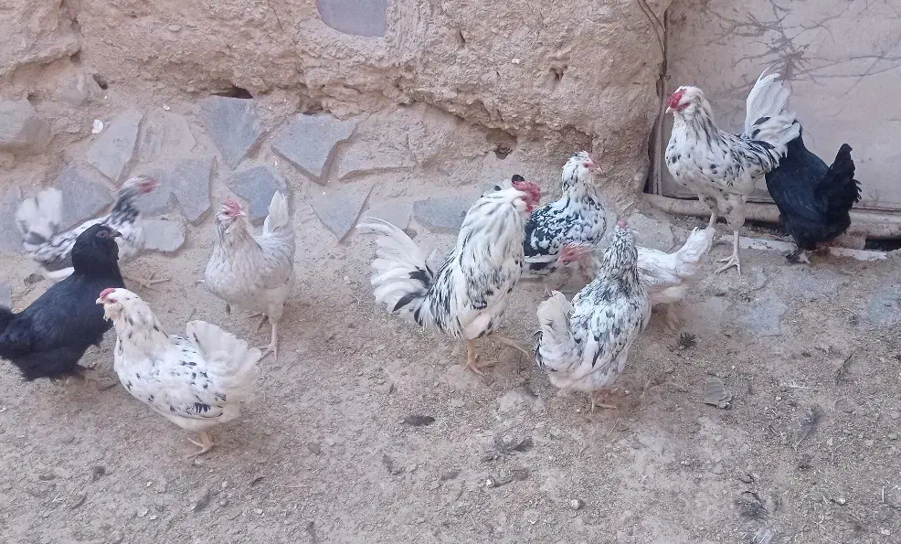 تخم مرغ گلین|حیوانات مزرعه|درمیان, |دیوار