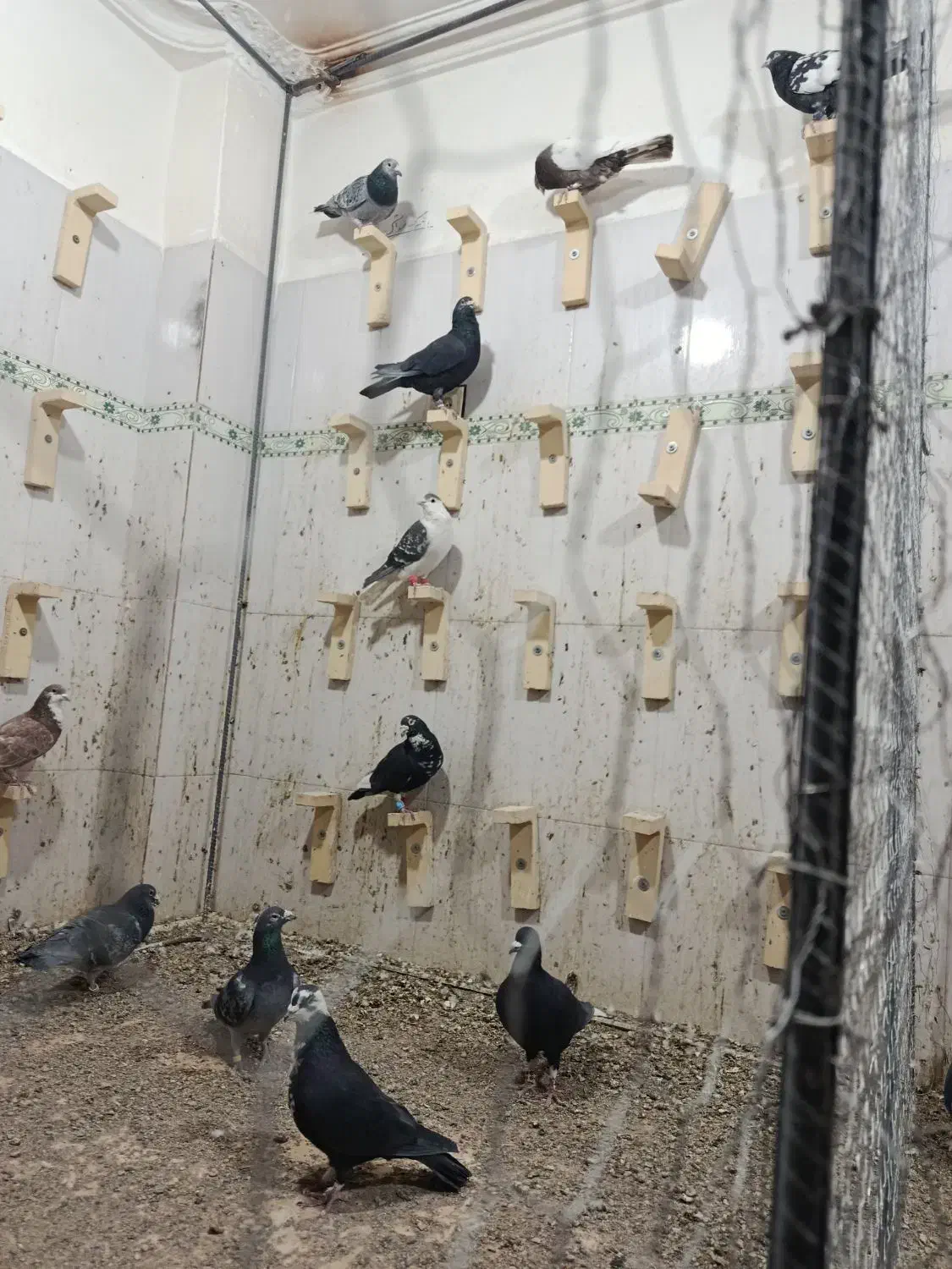 کفتر|پرنده|خاش, |دیوار