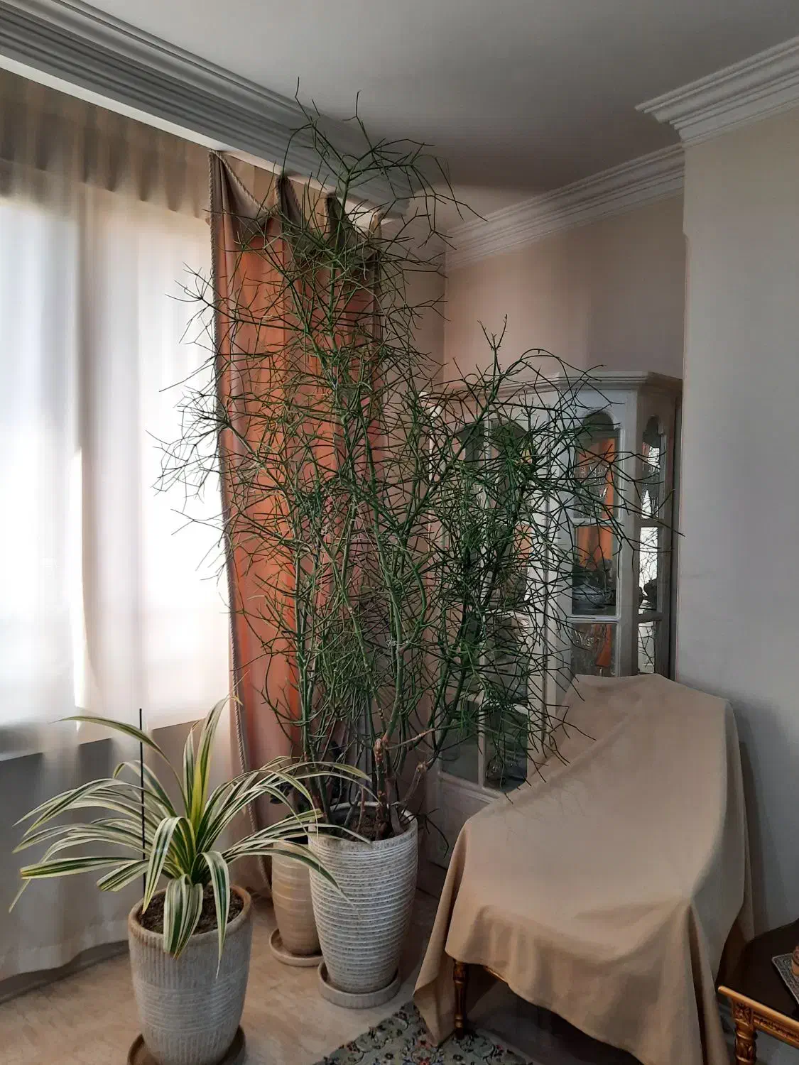 افوربیا تیروکالی سن دار مناسب لابی و سالن|گل و گیاه طبیعی|کرج, فاز ۳ گوهردشت|دیوار