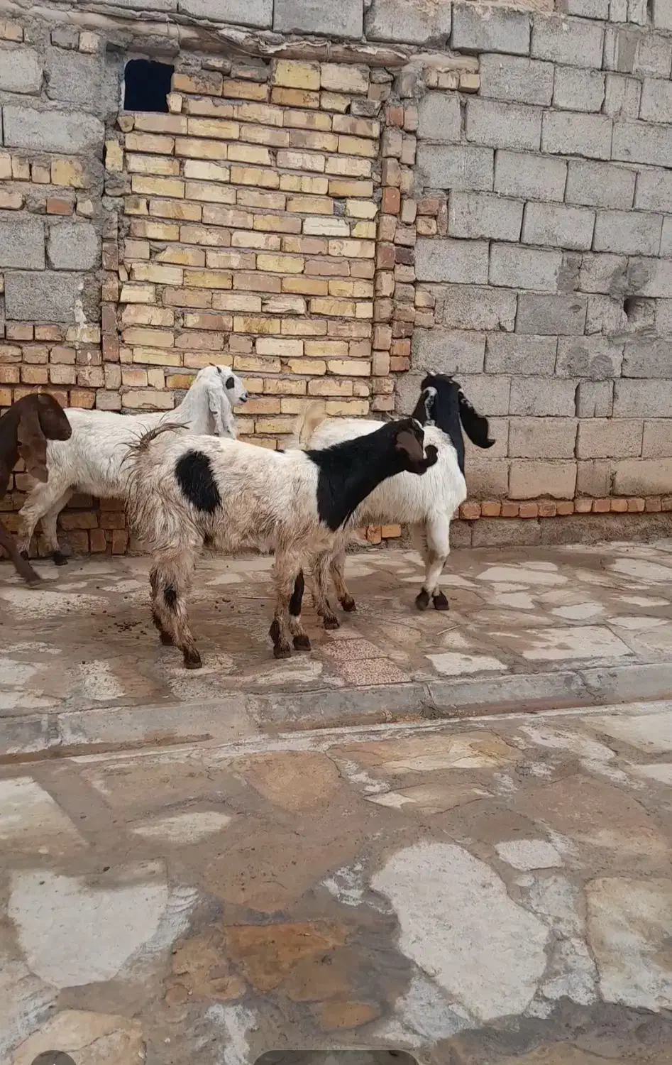 بزغاله پاکستانی (چپش)چند قلو زا|حیوانات مزرعه|هشتگرد, شهرک اقدسیه|دیوار