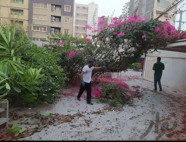 باغبانی و هرس درخت|خدمات باغبانی و درختکاری|بندرعباس, |دیوار