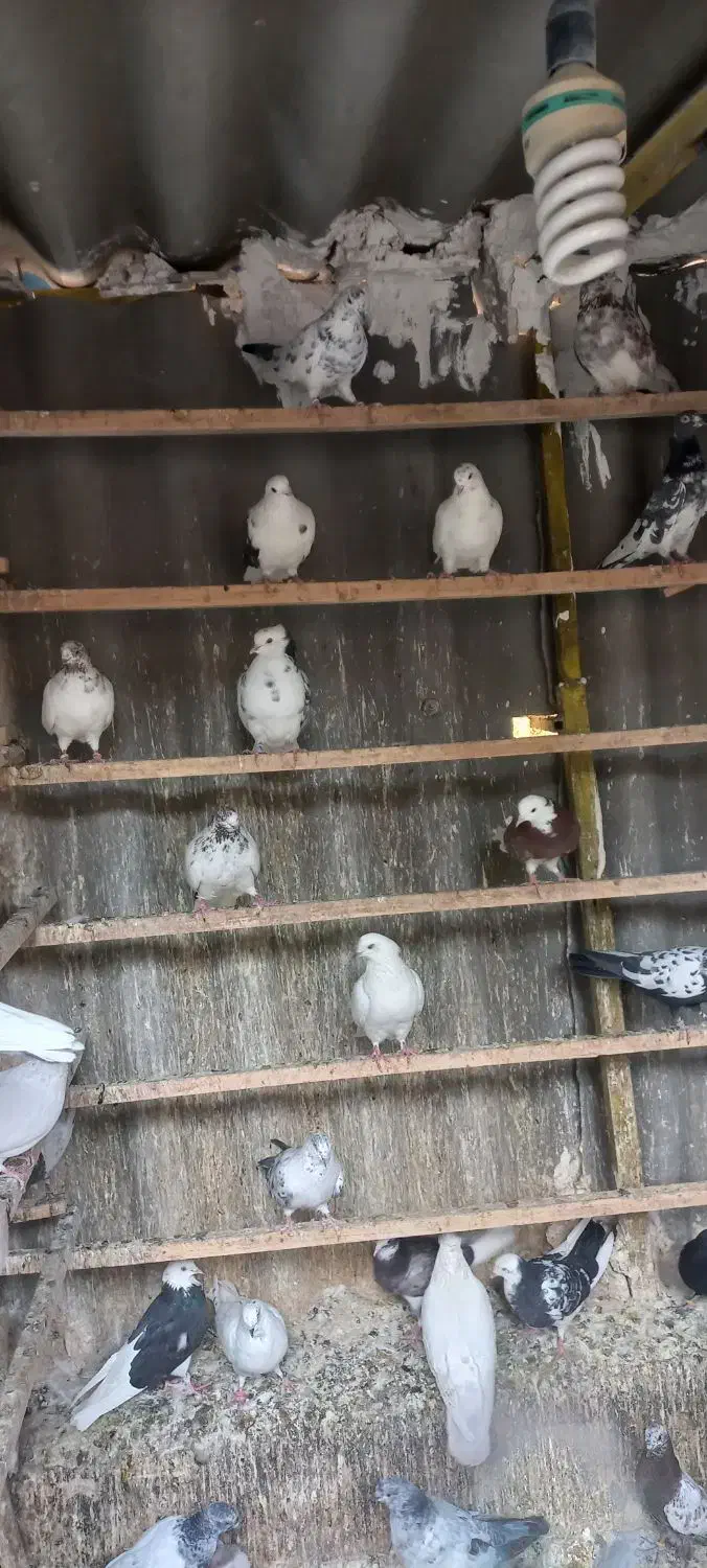 حدود ۱۰۰طوق کفتر یکجایی با گنجه و کلیه لوازم|پرنده|تهران, هرندی|دیوار