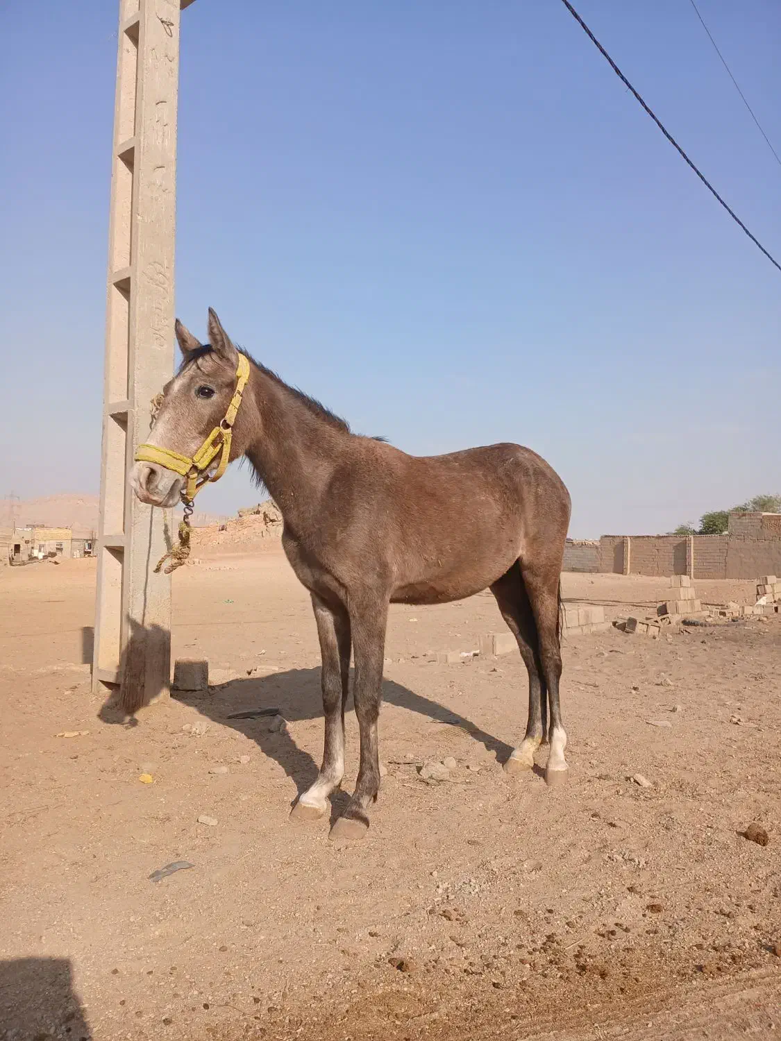 مادیون|اسب و تجهیزات اسبسواری|شوشتر, |دیوار