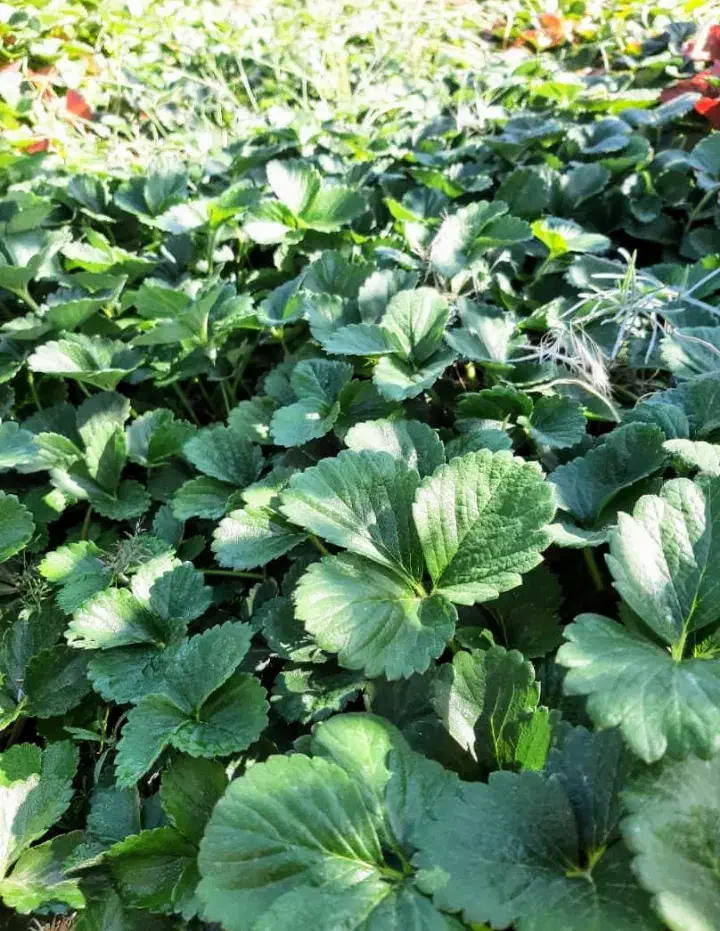 نشاتوت فرنگی|خدمات باغبانی و درختکاری|نورآباد ممسنی, |دیوار