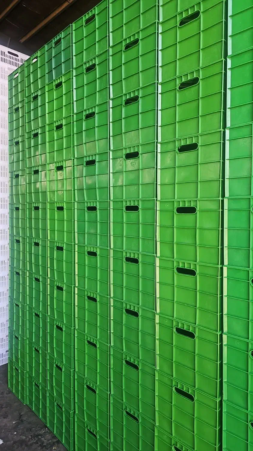 سبد جعبه گالن بشکه|عمده‌فروشی|شیراز, گل سرخ|دیوار