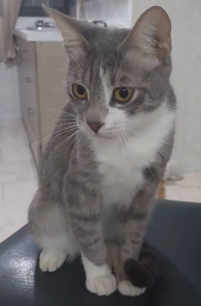 واگذاری رایگان گربه|گربه|لاهیجان, یحی آباد|دیوار