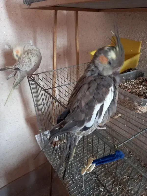 عروس هلندی|پرنده|اصفهان, بوزان|دیوار