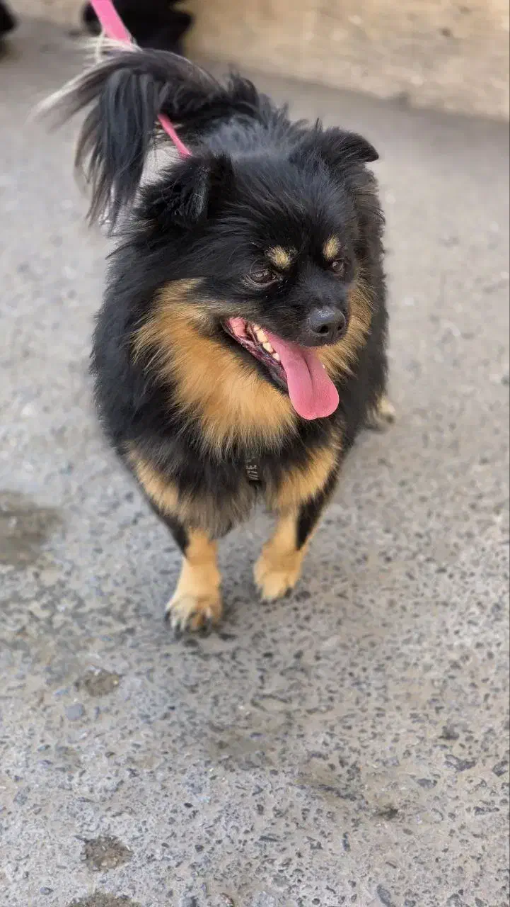 واگذاری پامر اشپیتز|سگ|یزد, |دیوار