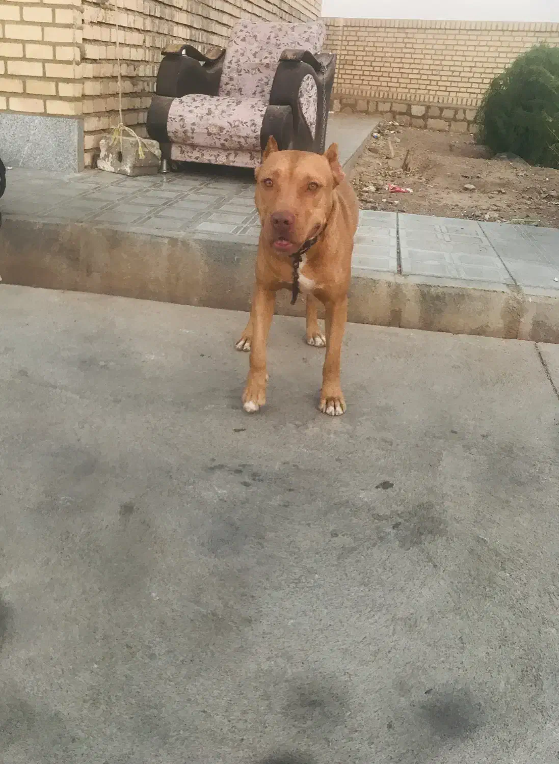 سگ پیتبول|سگ|سبزوار, قصبه غربی|دیوار