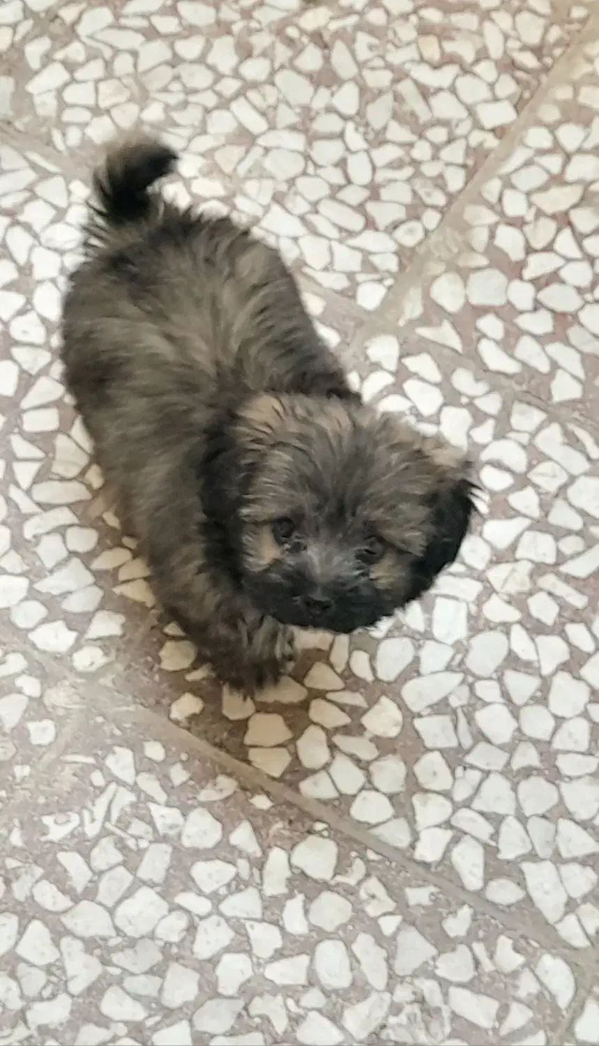 سگ پامر خرسی|سگ|قم, قلعه کامکار|دیوار