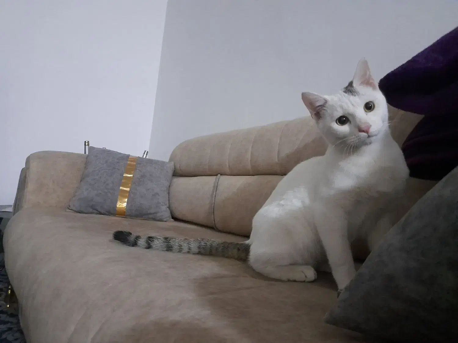 واگذاری گربه خانگی|گربه|تکاب, |دیوار