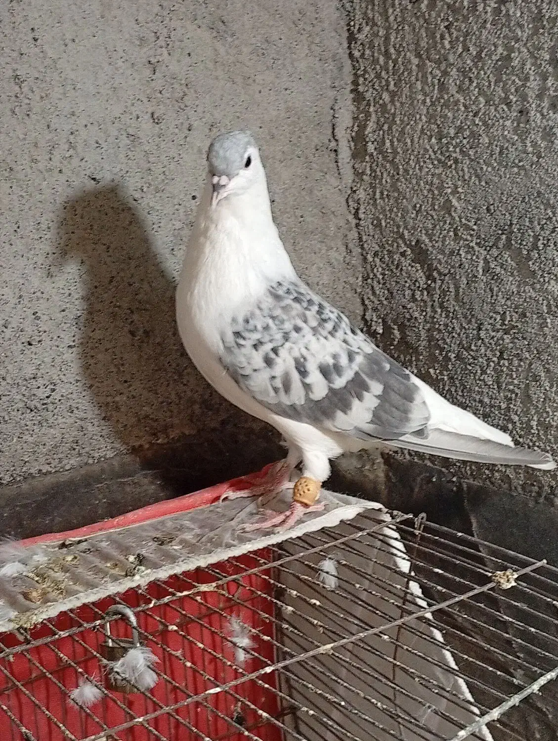 کفتر ساده مگسی نر|پرنده|مشهد, کوی دروی|دیوار