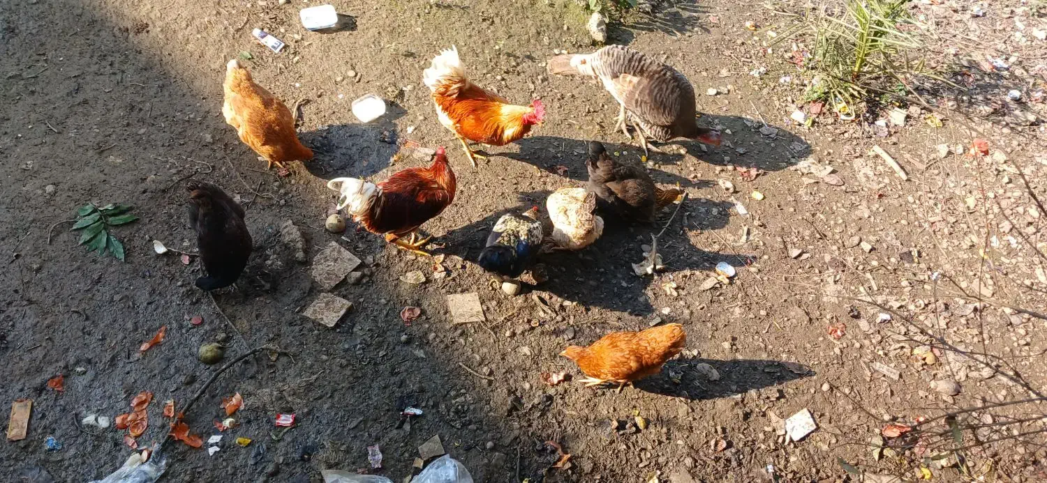 فروش مرغ و خروس|حیوانات مزرعه|گوراب زرمیخ, |دیوار