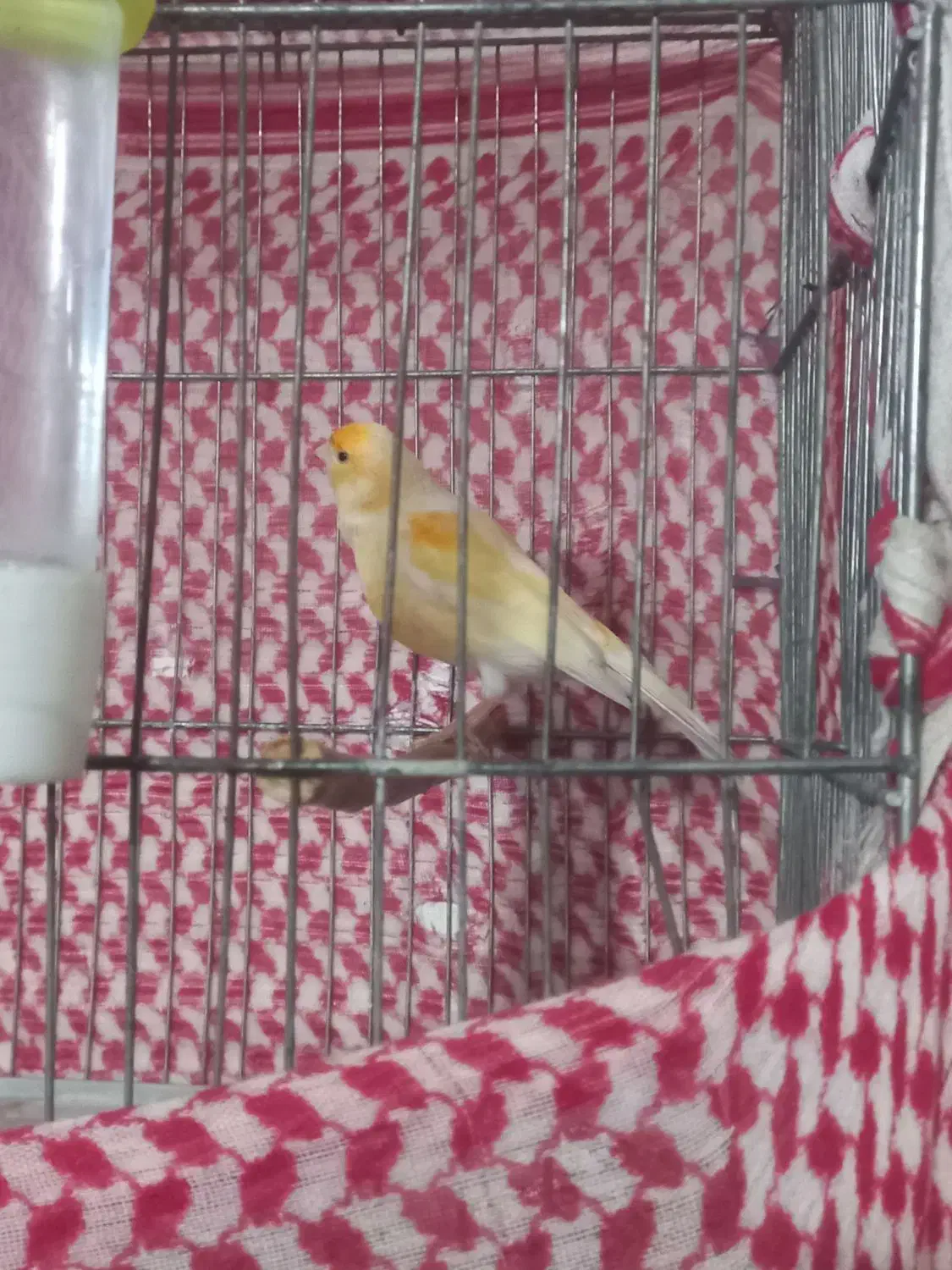 قناری نر|پرنده|نهاوند, |دیوار