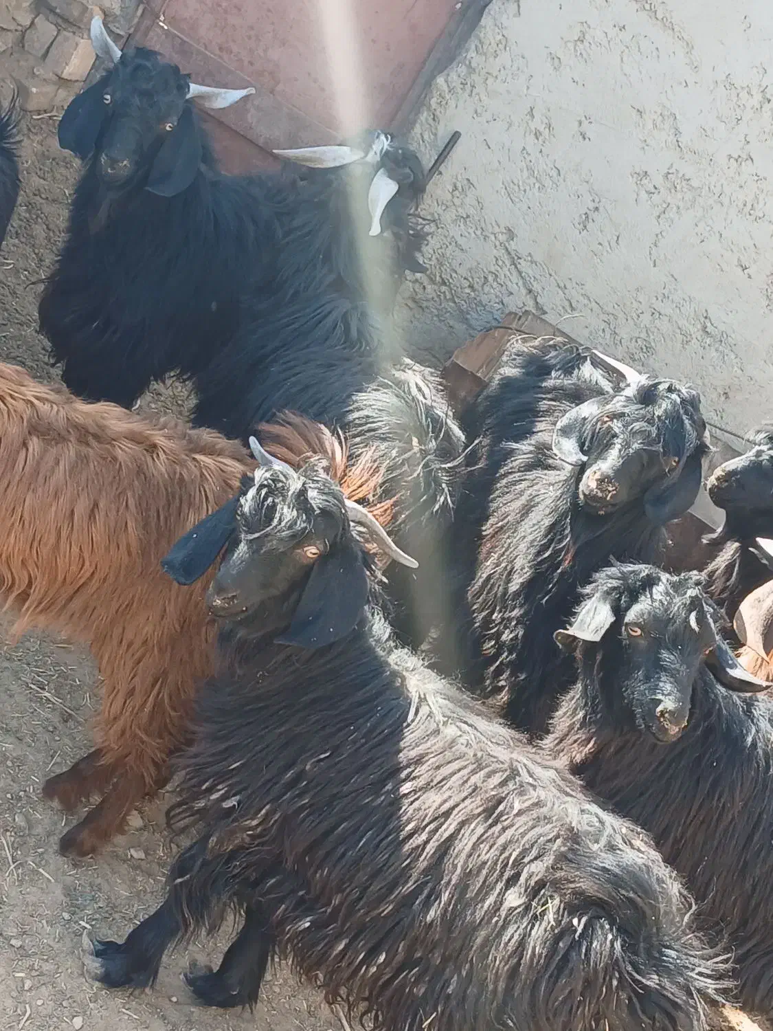 کهره نر جوان|حیوانات مزرعه|تیمور آباد, |دیوار