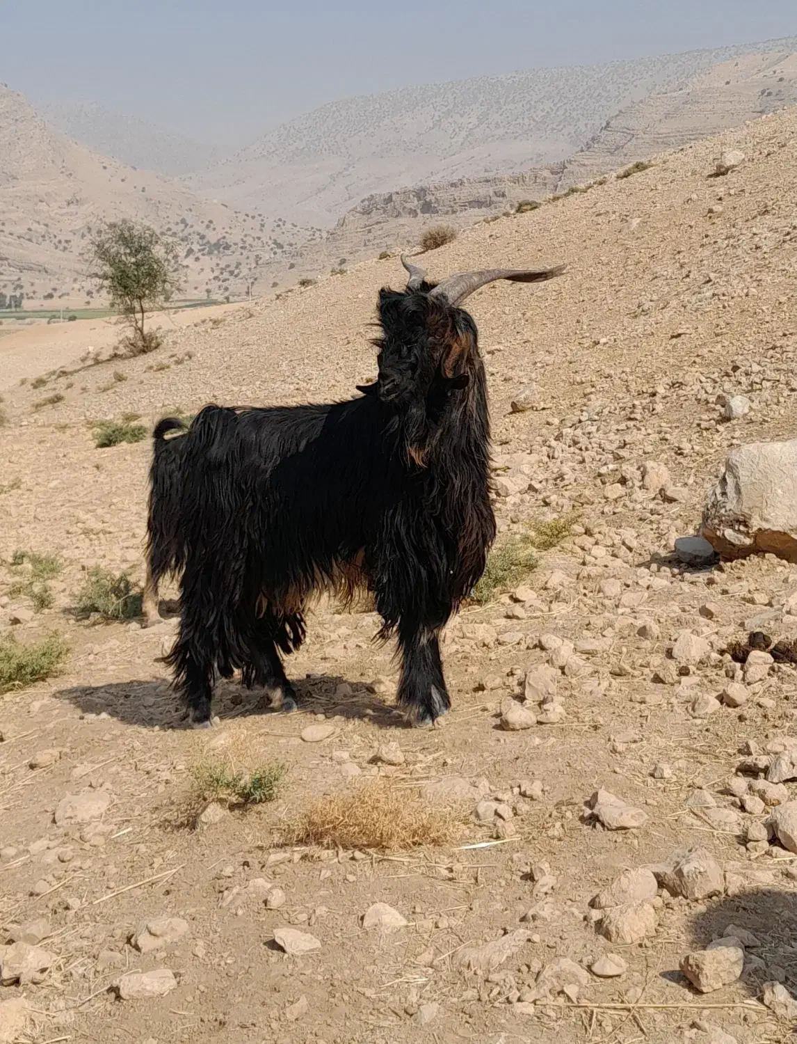 پازن تخمی فروشی|حیوانات مزرعه|چرام, |دیوار