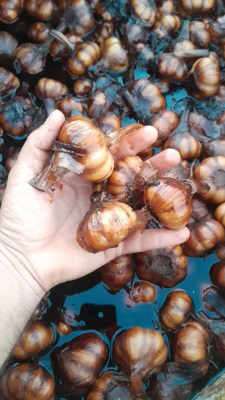 سیر ترشی طارم درجه یک|عمده‌فروشی|چورزق, |دیوار