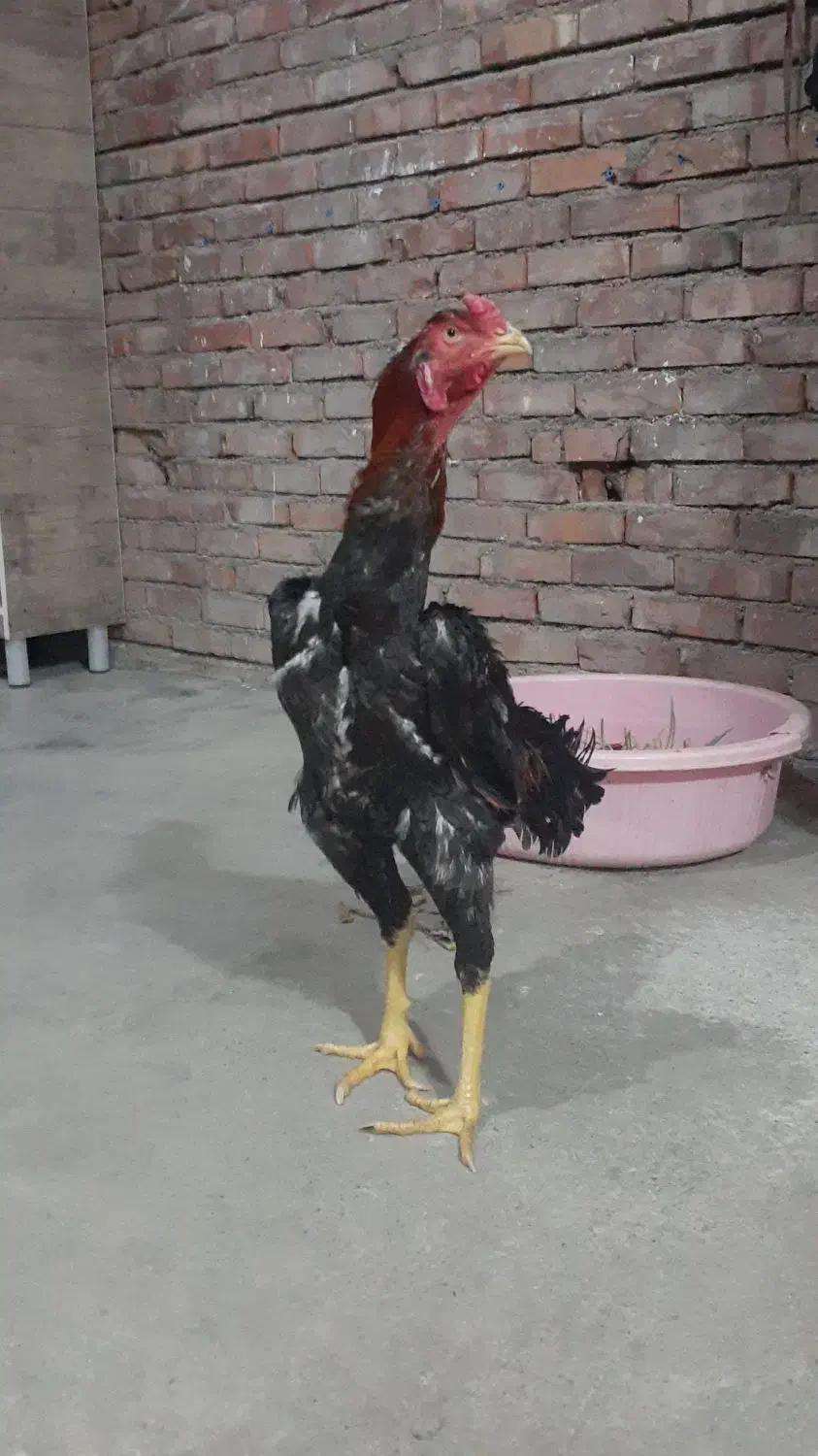 مرغ وخروس لاری|حیوانات مزرعه|بانه, |دیوار