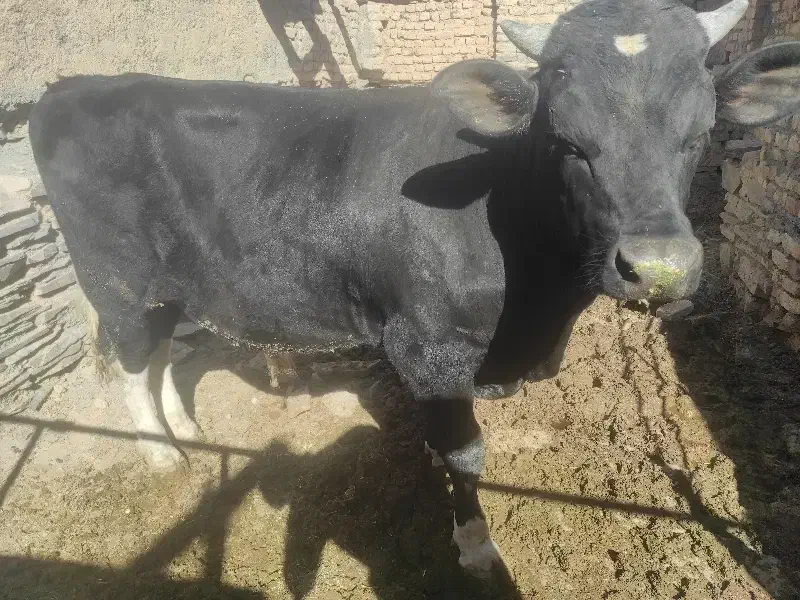 گوساله|حیوانات مزرعه|ساروق, |دیوار