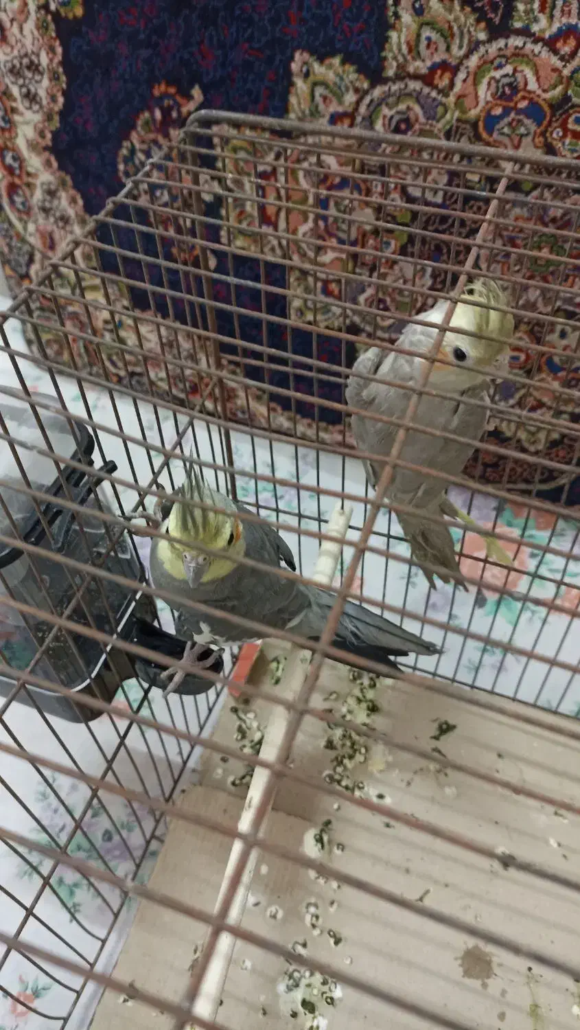 عروس هلندی|پرنده|قم, قلعه عموحسین|دیوار