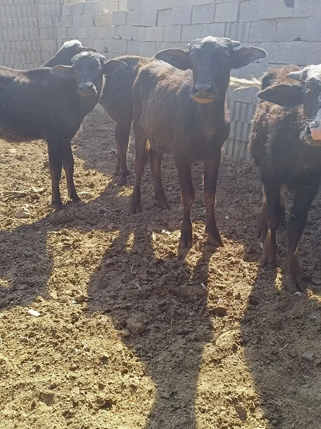 گوساله گاومیش اهوازی گاو|حیوانات مزرعه|شیراز, سعدیه جنوبی|دیوار