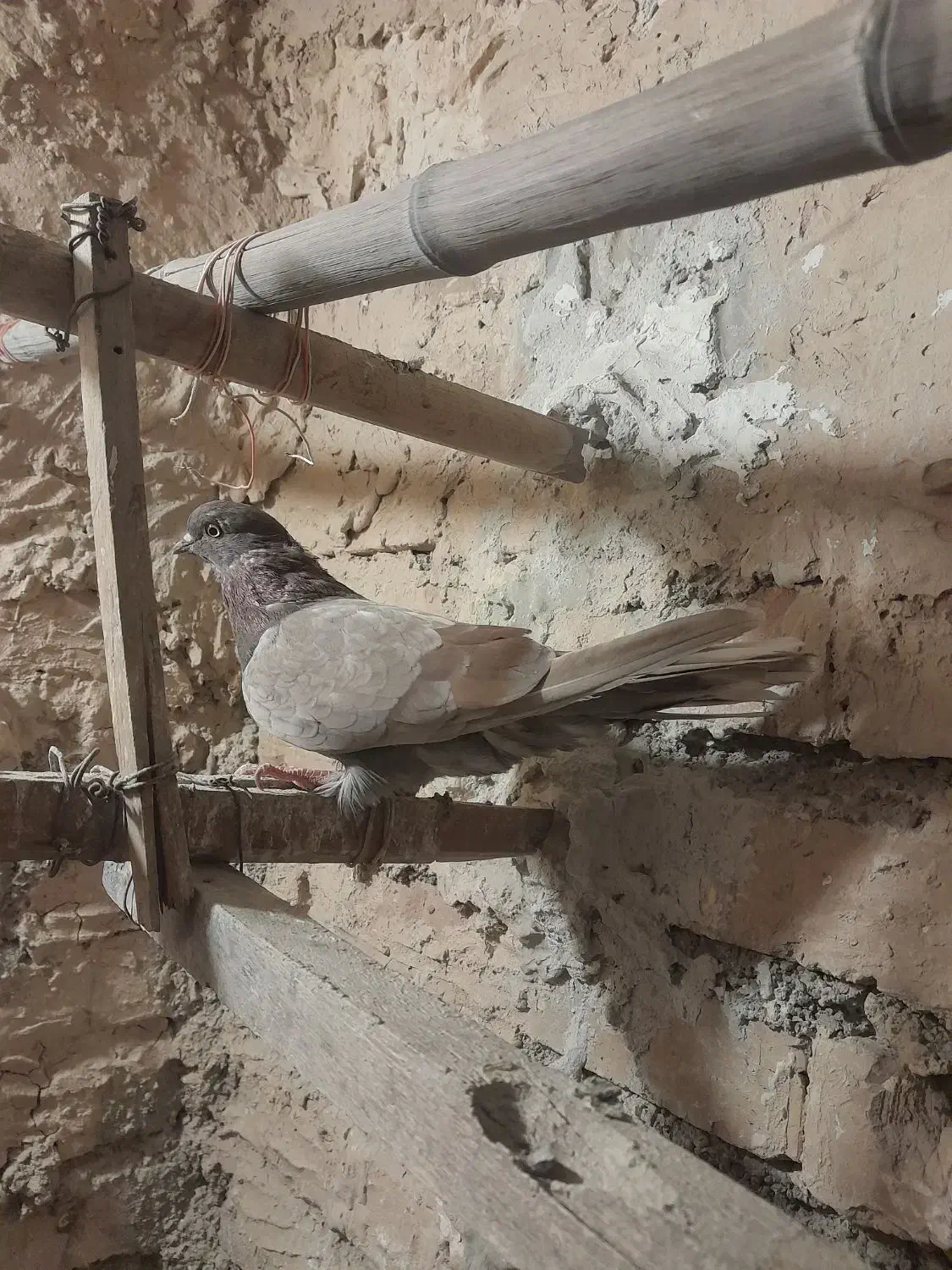 کفتر تهرانی|پرنده|پاکدشت, حصار امیر|دیوار